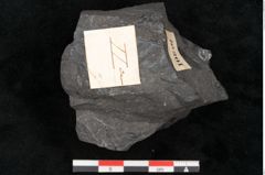 Foto (Detailansicht) von Asplenium hochstetteri Unger (NHMW-GEO-2024-0188-10301)